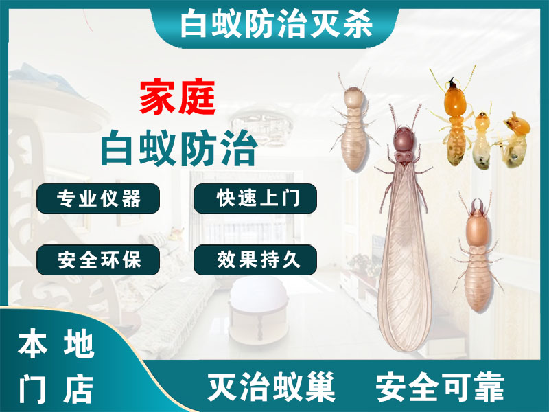 洪泽家庭白蚁防治