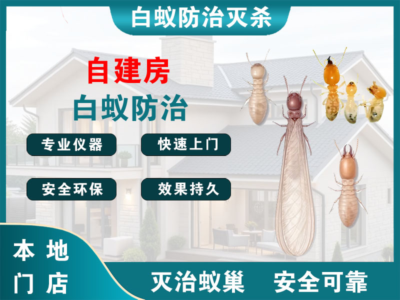 洪泽自建房白蚁防治