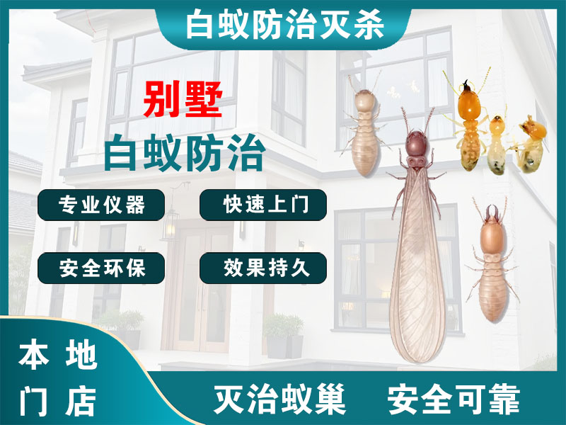 洪泽别墅白蚁防治