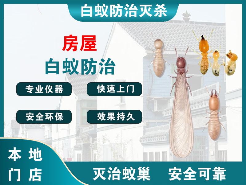 洪泽房屋白蚁防治